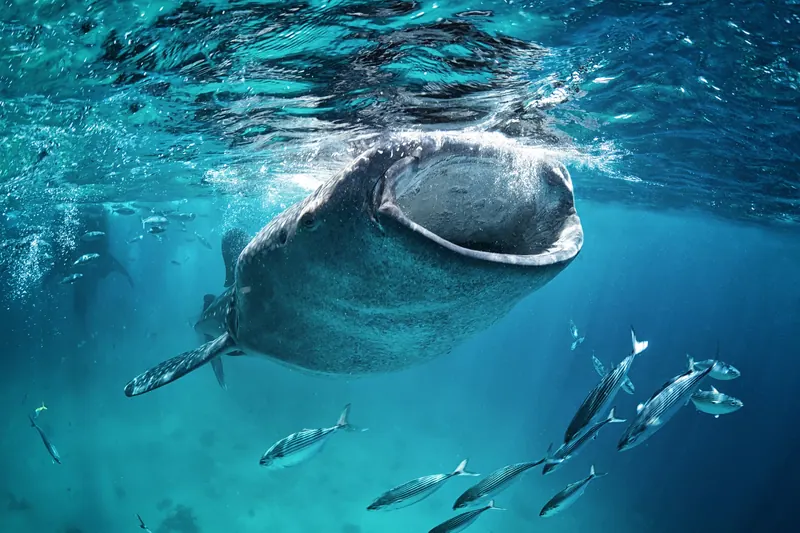 Swim With Whale Sharks